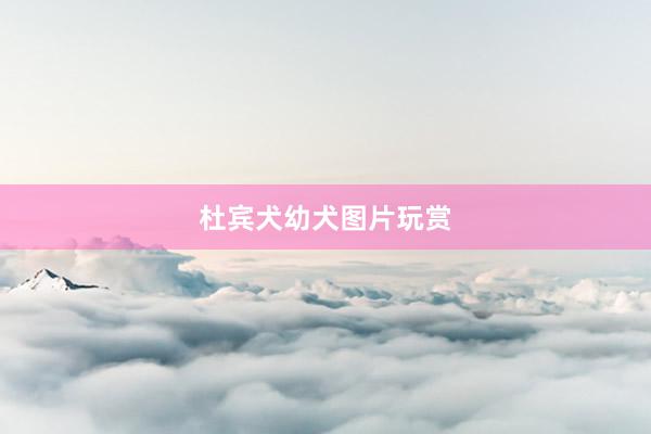 杜宾犬幼犬图片玩赏